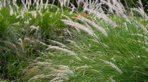 Premium Photo Fountain Grass Or Pennisetum Alopecuroides