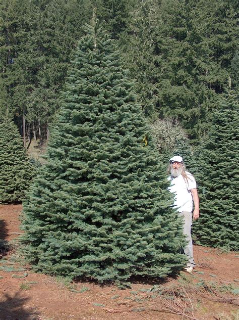 noble fir christmas tree 1
