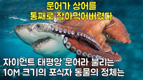 문어가 상어를 통째로 잡아먹어버렸다 자이언트 태평앙 문어라 불리는 10M 크기의 바다의 포식자 동물의 정체는 YouTube