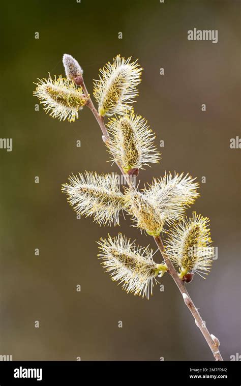 Salix Caprea Goat Willow Pussy Willow Or Great Sallow Stock Photo Alamy