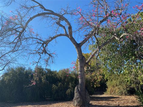 Los Angeles County Arboretum