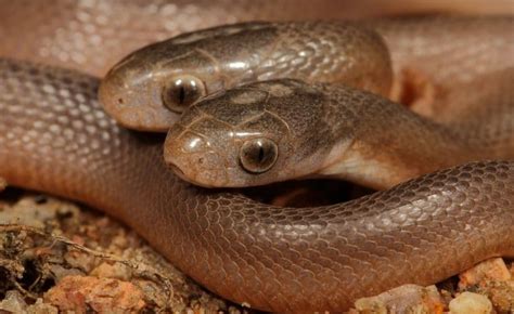 Cobra duas cabeças é descoberta na África do Sul entenda essa rara