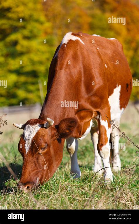 Single cow grazes in field. Blazing orange maple tree highlights green ...