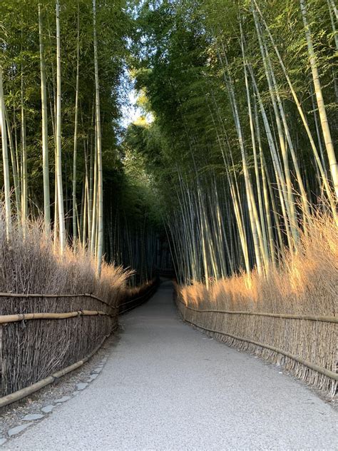 Bamboo Forest Kyoto Jan 2020 : r/Outdoors