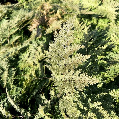 Selaginella braunii | Piedmont Carolina Nursery