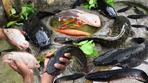 Tangkap Ikan Asli IKAN LELE SUPER BESAR Ikan Hias Ikan Warna Warni Koi