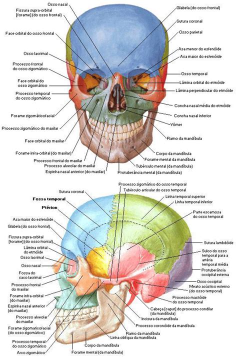 Anatomia Ossos Do Cranio Roaredu