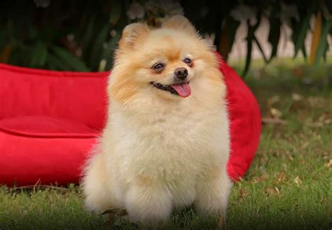 How Did Buddy The Pomeranian Die