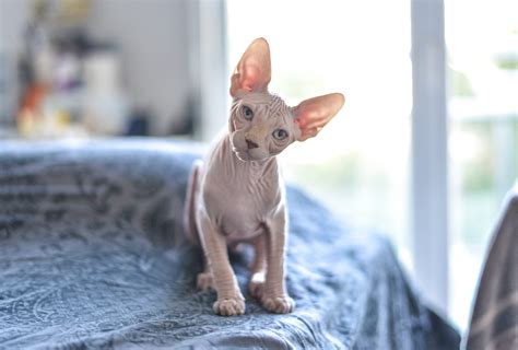 Les Chats Sans Poil 3 Races En Détail