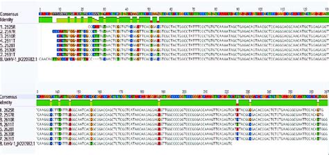 Dna Sequence Alignments Of Amplicons From Herpesvirus Consensus Pcr