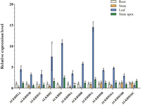 Phenotypes of transgenic lines and WT cuttings 3 weeks after ...