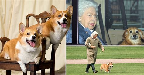 What Are The Queens Corgis Names