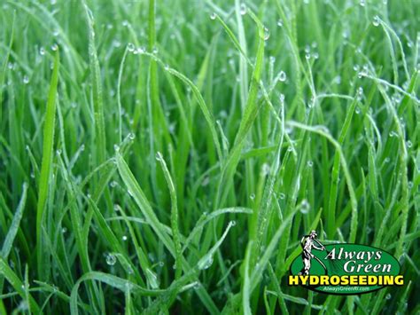 Hydroseed Price List Always Green Hydroseeding