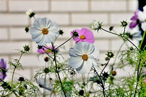 Free Photo Cosmea Flower Cosmos Bipinnatu Free Image On Pixabay