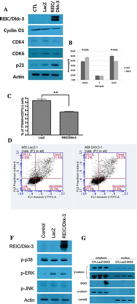 The Expression Pattern And Functional Role Of REIC Dkk 3 In The