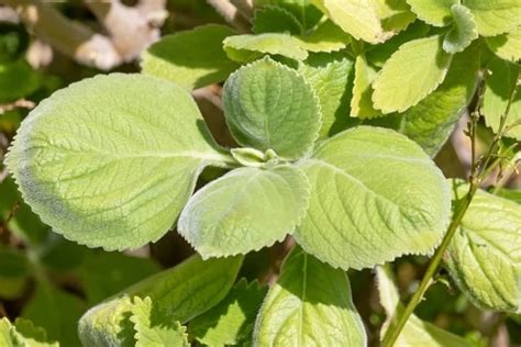 Plantas Medicinais Esp Cies E Tudo Sobre Guia