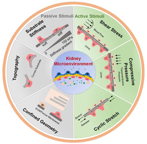 Kidney-on-a-Chip: Mechanical Stimulation and Sensor Integration