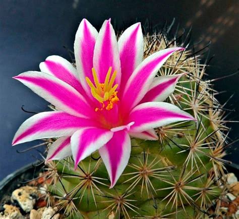 Маммиллярия: уход в домашних условиях, пересадка и размножение, виды