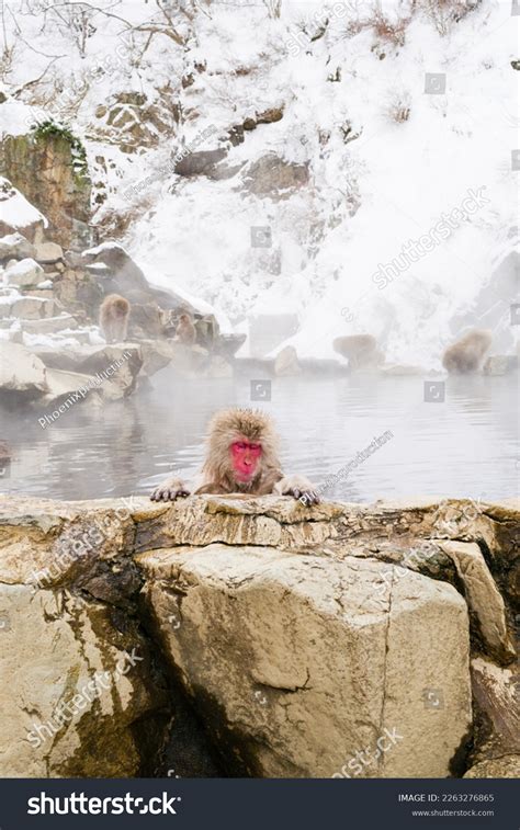 Snow Monkeys Relaxing Hot Springs Stock Photo Shutterstock