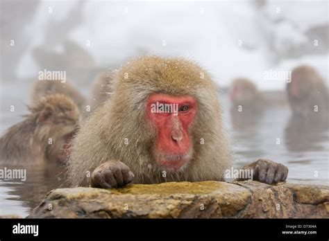 Japanese Snow Monkeys In The Hotspring Nagano Japan Stock Photo Alamy