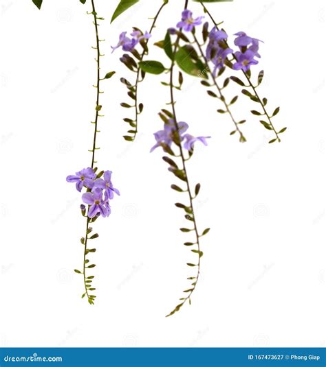 sky flower 7