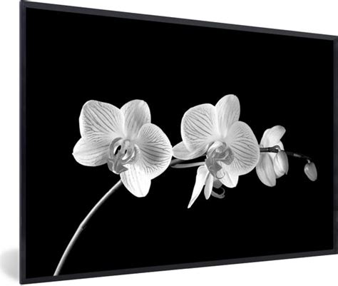 Fotolijst Incl Poster Orchidee Bloemen Zwart Roze Knoppen