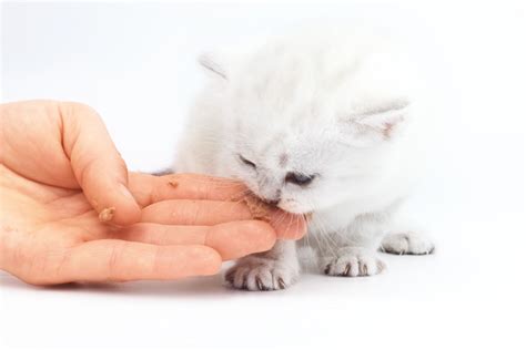 How To Serve Freeze Dried Cat Treats To Keep Your Feline Friend Talis Us