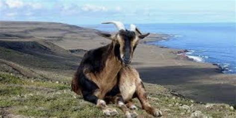 File Sclem Goat View Png Islapedia