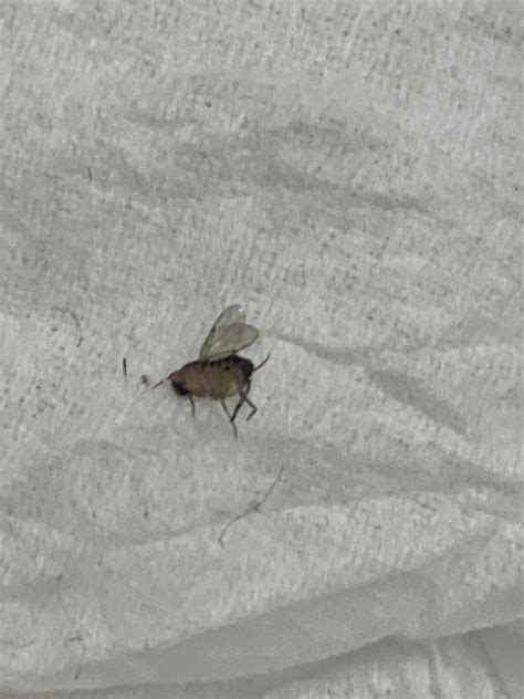 Tips for getting rid of phorid flies? Details in comment below. : r