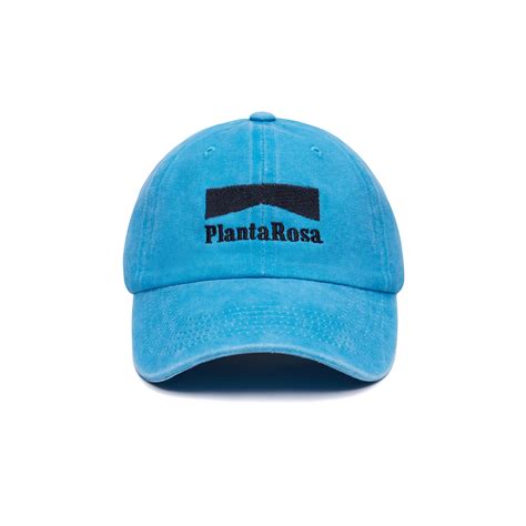 Planta Rosa