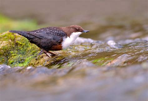 Merry Christmas - Craig Jones Wildlife Photographer