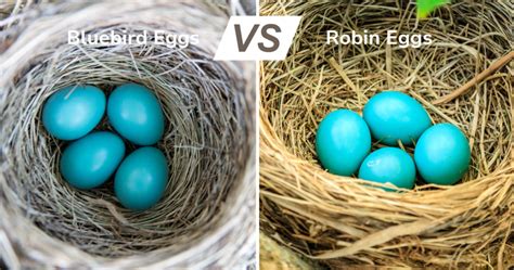 Bluebird Eggs vs Robin Eggs: Tips to Tell the Difference