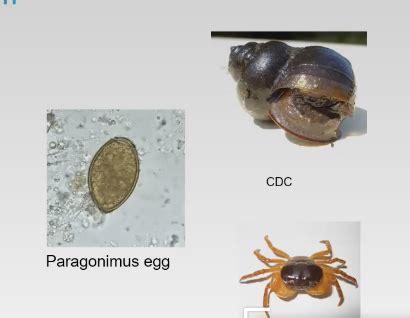 Cestodes Trematodes Nematodes Flashcards Quizlet