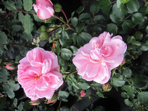 Rosa Home and Garden ® - Märchenrose Home & Garden ® - Kordes Rose