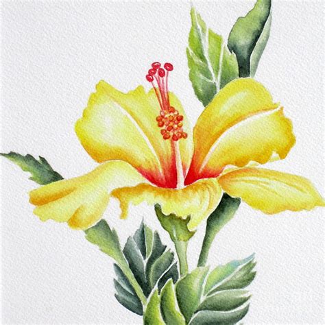 Yellow Hibiscus Drawing