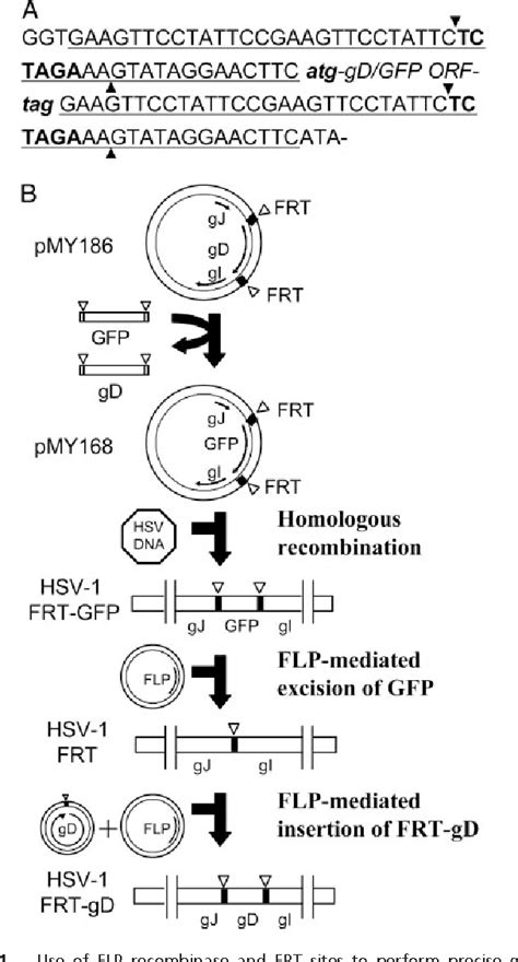 Figure From Random Mutagenesis Of The Gene Encoding A Viral Ligand