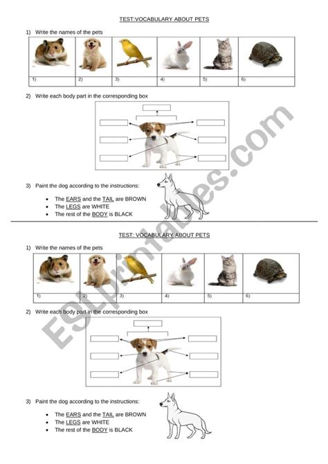 Vocabulary About Pets Esl Worksheet By Gatta