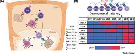 Thymic Expression Of Immune Checkpoint Molecules And Their Implication