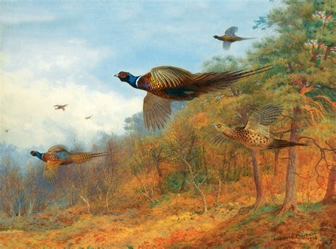 Fine Large Oleograph On Canvas Of Pheasants In Flight Aft Thorburn