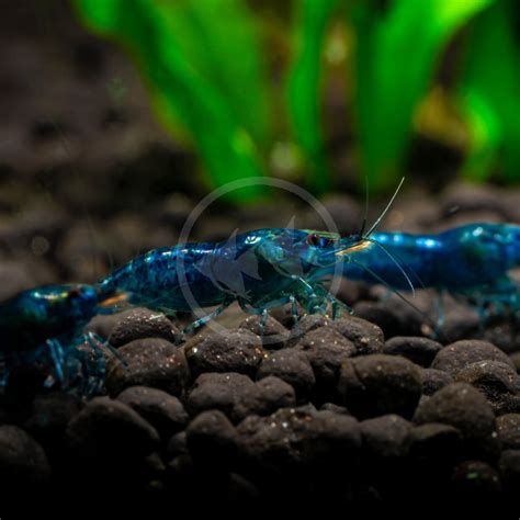 Freshwater Shrimp Aquarium