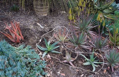 A Sudden Garden Emergency