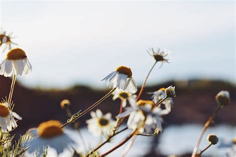 White Daisy Flowers Hd Wallpaper Peakpx