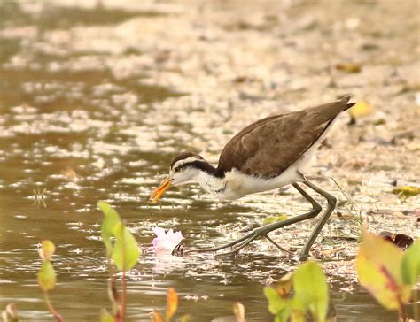 Northern Jacana