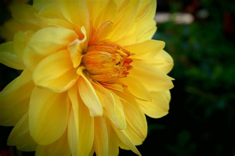 Безплатна снимка : цвете, венчелистче, есен, жълт, флора, далия, билети ...