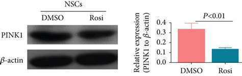 The Roles Of Mitophagy Played In Rosi Induced NSC Proliferation A