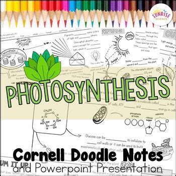 Photosynthesis Doodle Notes Middle School Science Cornell Notes In