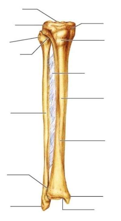 Labeling The Tibia And Fibula Diagram Quizlet