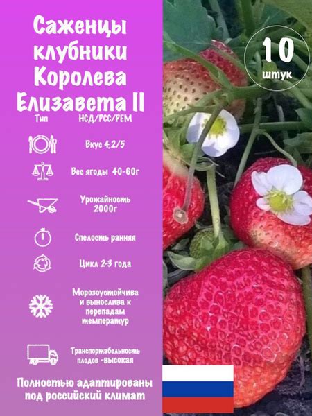 Саженцы садовой земляники (клубники) Королева Елизавета 2 - купить с ...