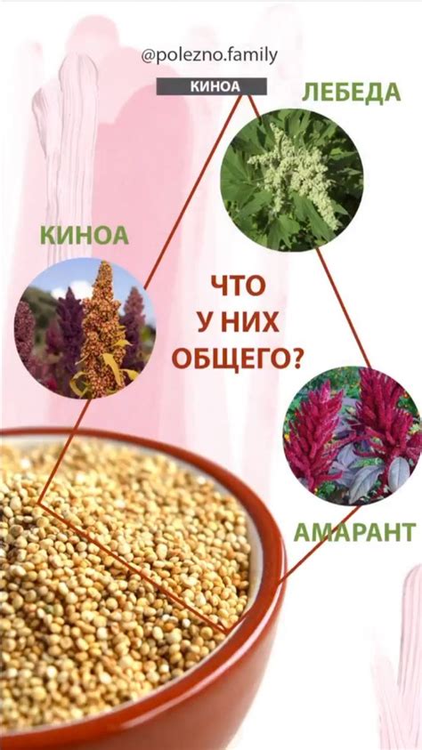 Киноа, лебеда и амарант - родные сестры