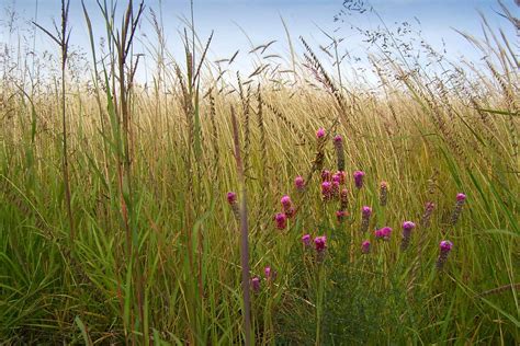 Switchgrass Purple Prairie Clover And Big Bluestem In Winnipeg Native Plant Solutions